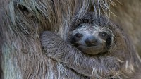 棕色褐喉树懒幼崽与妈妈，哥斯达黎加树懒保护区 (© Suzi Eszterhas/Minden Pictures)