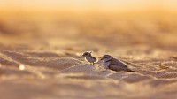 琼斯海滩岛上的笛鸻和它的幼崽 (© Vicki Jauron/Getty Images)