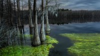 松木国家森林，佛罗里达州 (© plainpicture/Cavan Images)