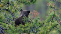 松树上的一只美国黑熊幼崽，加拿大贾斯珀国家公园 (© Donald M. Jones/Minden Pictures)