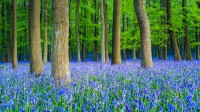 山毛榉树林里的蓝铃花，英国赫特福德郡 (© Dan Tucker/Alamy)