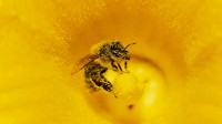 一只身上粘满南瓜花粉的蜜蜂，德国 (© Konrad Wothe/Minden Pictures)