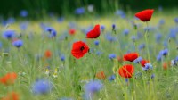 草地上的罂粟和矢车菊，德国北莱茵-威斯特法伦州 (© imageBROKER/Alamy)