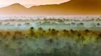 摩洛哥扎戈拉附近的椰枣树林 (© Frans Lemmens/Getty Images)