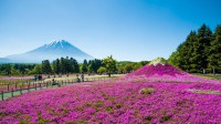 富士山与丛生福禄考花田，日本山梨县 (© Srinil/shutterstock)
