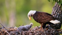 安克雷奇的秃鹰，阿拉斯加 (© Ron Niebrugge/Alamy)