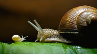 勃艮第蜗牛，也称为食用蜗牛 (© Heidi and Hans-Juergen Koch/Minden Pictures)