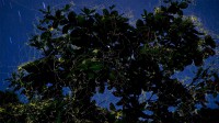 吕宋岛上的萤火虫环绕着榄仁树，菲律宾南甘马粦省 (© Jurgen Freund/Minden Pictures)