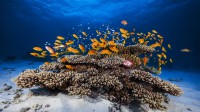 金拟花鮨鱼群游过珊瑚，印度洋马约特岛 (© Gabriel Barathieu/Minden Pictures)