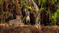 潘塔纳尔湿地的美洲豹，巴西 (© Andy Rouse/Minden Pictures)