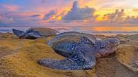 特立尼达和多巴哥的棱皮龟 (© Shane P. White/Minden Pictures)