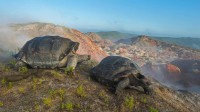 阿尔塞多火山上的象龟，加拉帕戈斯群岛 (© Tui De Roy/Minden Pictures)