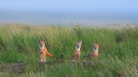 瓦勒玛丽附近草原国家公园中的草原狐幼崽，加拿大萨斯喀彻温省 (© John E Marriott/age fotostock)