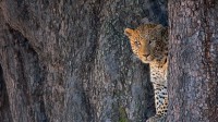 利尼扬蒂野生动物保护区中的一只雄性豹子，博茨瓦纳 (© Karine Aigner/Tandem Stills + Motion)