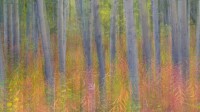 克鲁瓦尼国家公园中杨树的抽象动态模糊影像，育空 (© Don Paulson/Jaynes Gallery/Danita Delimont)