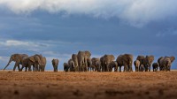 安博塞利国家公园的大象，肯尼亚 (© Adam Bannister/Offset)