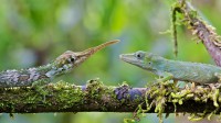 雄性和雌性的匹诺曹蜥蜴，厄瓜多尔明多 (© James Christensen/Minden Pictures)