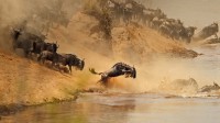 角马群穿越在肯尼亚和坦桑尼亚之间的马拉河 (© zhengvision/Getty Images)