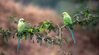 Gharial野生动物保护区中的两只玫瑰环鹦鹉，印度中央邦 (© Pete Oxford/Minden Pictures)