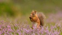 石楠花丛中的一只欧亚红松鼠，英格兰 (© Christopher Drabble/Alamy)