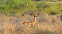 察沃国家公园里的一只长颈羚，肯尼亚 (© Byrdyak/iStock/Getty Images Plus)