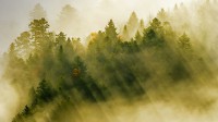 孚日山脉的针叶林，法国 (© Radomir Jakubowski/Minden Pictures)