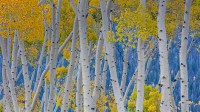 鱼湖国家森林中的美洲山杨，犹他州  (© Don Paulson/Danita Delimont)
