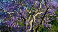 新农场公园内盛开的蓝花楹树，布里斯班 (© Walter Bibikow/Danita Delimont)