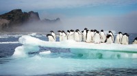 珀泽申群岛上的阿德利企鹅，南极洲 (© Tui De Roy/Minden Pictures)