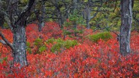 阿卡迪亚国家公园的高丛蓝莓植物，缅因州 (© Danita Delimont/Gallo Images/Getty Images Plus)