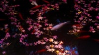东京的秋叶和金鱼，日本 (© qrsk/Moment/Getty Images)