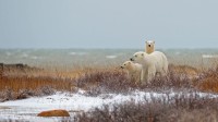 丘吉尔哈德逊湾附近的北极熊一家，加拿大马尼托巴省 (© Marco Pozzi Photographer/Getty Images)