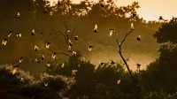 卡国家公园的黄毛果蝠，赞比亚 (© Nick Garbutt/Minden Pictures)