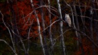 一只坐在白杨树上的大雕鸮，阿尔伯塔 (© Ambre Haller/Getty Images)