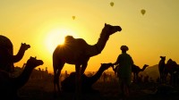 普什卡骆驼节上的骆驼与牧民，印度拉贾斯坦邦 (© Anand Purohit/Getty Images)