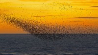 夕阳下的椋鸟，英格兰布莱克浦 (© Mediaworld Images/Alamy)