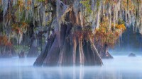 阿查法拉亚盆地中的一棵柏树，路易斯安那州 (© Chris Moore/Tandem Still + Motion)