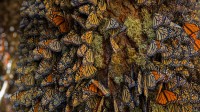 在米却肯州越冬的帝王蝶，墨西哥 (© Sylvain Cordier/Getty Images)