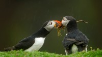 雄性大西洋海鹦将筑巢材料递给它的伴侣，威尔士斯科默岛 (© Danny Green/Minden Pictures)