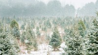 安大略省的圣诞树农场，加拿大 (© FatCamera/Getty Images Plus)