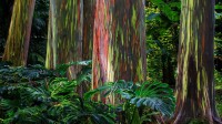 哈纳公路沿线的彩虹桉树，毛伊岛 (© GlowingEarth/Getty Images Plus)