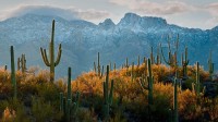图森附近索诺兰沙漠中的巨柱仙人掌，亚利桑那州 (© Jack Dykinga/Minden Pictures)