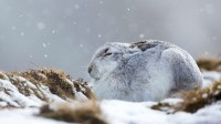 一只在暴风雪中蜷缩着的雪兔，英国苏格兰凯恩戈姆斯山脉 (© Lyle McCalmont/Getty Images)