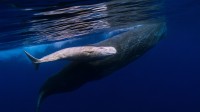 在葡萄牙海岸游泳的抹香鲸妈妈和患白化病的抹香鲸宝宝 (© Flip Nicklin/Minden Pictures)