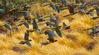 拉斯拉哈斯的穴居鹦鹉，阿根廷 (© Cagan Hakki Sekercioglu/Getty Images)