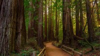 穆尔森林国家纪念碑，加利福尼亚州旧金山 (© Mia2you/Shutterstock)