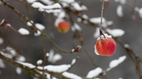 一枚红苹果挂在被大雪压断的树枝上 (© griangraf/iStock/Getty Images)
