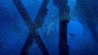 一只勃兰特鸬鹚在洛杉矶海岸石油钻塔下的一群太平洋鲭鱼中觅食，加利福尼亚 (© Alex Mustard/Minden Pictures)