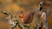 凯恩戈姆山脉中的欧亚红松鼠，苏格兰高地 (© Images from BarbAnna/Getty Images)