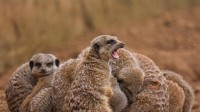 猫鼬一家簇拥在一起 (© stefbennett/Shutterstock)